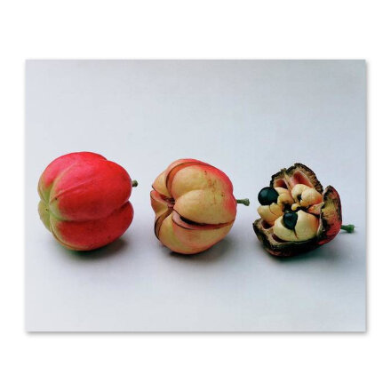 Ackee Fruit Development Постер 122 x 96,5 см в Казани 